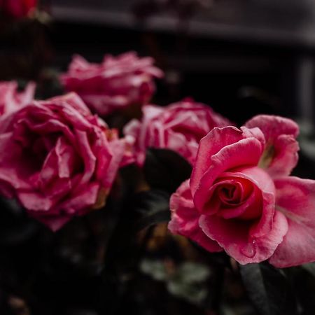 Bicheno Gardens Villa Bagian luar foto