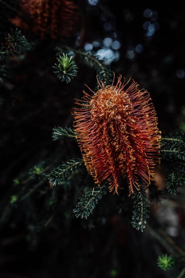 Bicheno Gardens Villa Bagian luar foto
